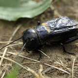 Field cricket