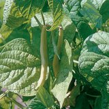 Wax bean