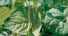 Alubias de vaina amarilla