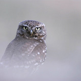 Little owl