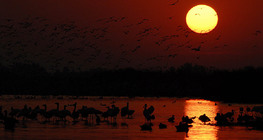 Sunset with waterfowl
