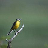 Yellow wagtail