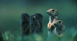 European ground squirrel