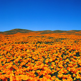 Flowering California poppy (Eschscholzia californica) in a nature reserve Flowering California poppy (Eschscholzia californica) in a nature reserve