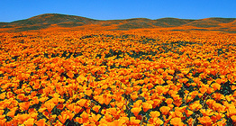 Floración de amapolas de California (Eschscholzia californica) en una reserva natural