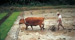 O processo de produção de arroz - 1