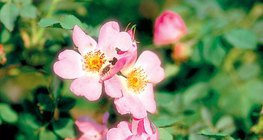 Flores da roseira-de-cão