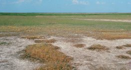 Perfil do solo salino