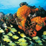 Gran Barrera de Coral, Australia