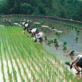 Procesos de la producción de arroz - 2