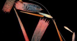 Escalas de asa de borboleta