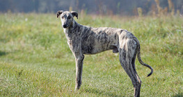 Galgo húngaro