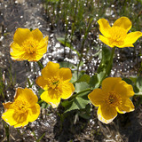 Marsh marigold