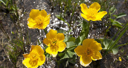 Caltha palustris