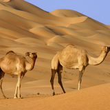 Camellos