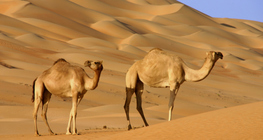 Camelos