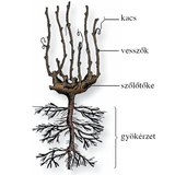 A szőlőtőke és a gyökérzet