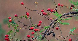 O cinórrodo é o fruto da roseira-de-cão