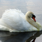 Swan