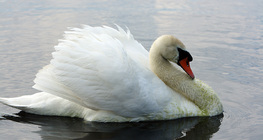 Cisne