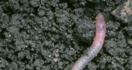Lombriz de tierra