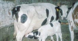 Uma vaca amamentando seu filhote