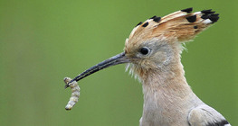 Hoopoe with grub