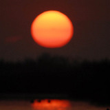 European spoonbill in sunset