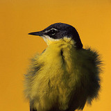 Yellow wagtail
