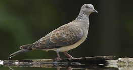 European turtle dove