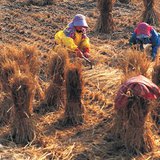The Process of rice production - 3