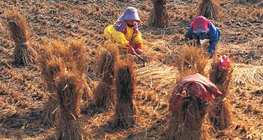 O processo de produção de arroz - 3