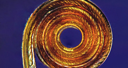 Probóscide de borboleta