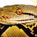 Cabeça de uma cobra