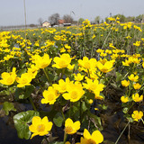 Caltha palustris