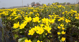 Caltha palustris
