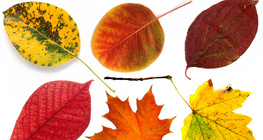 Autumn leaves