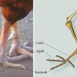 A házityúk hátsó végtagja