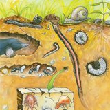 Soil-dwelling organisms