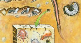 Organismos que vivem no solo