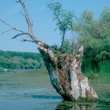 Disappearing lakes: marsh