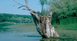 Lagos em estado de desaparecimento: brejo