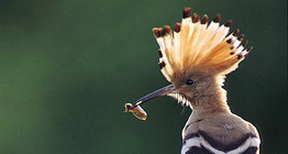 Hoopoe with catch