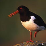Common pied oystercatcher