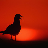 Pôr do sol com gaivota