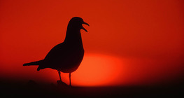Sunset with gull