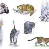 Comportamento do gato