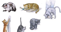 Comportamento do gato