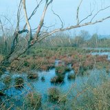 Disappearing lakes: swamp