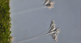 Organismo unicelular da talilita (Epistilis sp.)